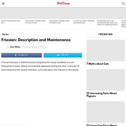 Friesian: Description and Maintenance - PetTime