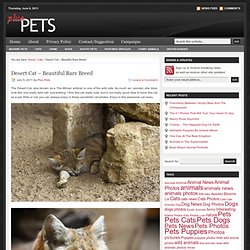 Desert Cat - Beautiful Rare Breed