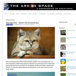 The Sand Cat – Desert Cat Extraordinaire