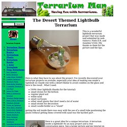 Desert terrarium inside a lightbulb