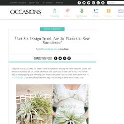 Must See Design Trend: Are Air Plants the New Succulents? - OCCASIONS OCCASIONS