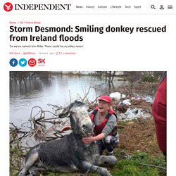 Storm Desmond: Smiling donkey rescued from Ireland floods