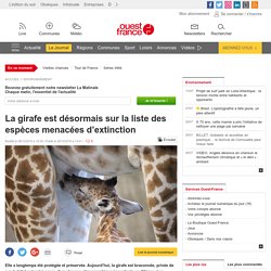 La girafe est désormais sur la liste des espèces menacées d’extinction