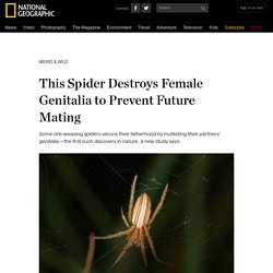 This Spider Destroys Female Genitalia to Prevent Future Mating