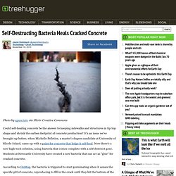 Self-Destructing Bacteria Heals Cracked Concrete
