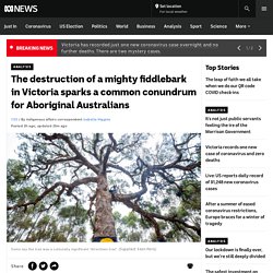 The destruction of a mighty fiddlebark in Victoria sparks a common conundrum for Aboriginal Australians - ABC News