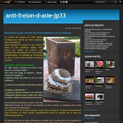 Destruction d'une colonie de frelon asiatique très écologique - Le blog de JP33