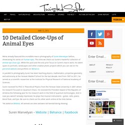 10 Detailed Close-Ups of Animal Eyes