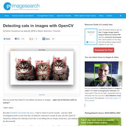 Detecting cats in images with OpenCV