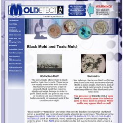 About Black Mold - MOLDetect.com