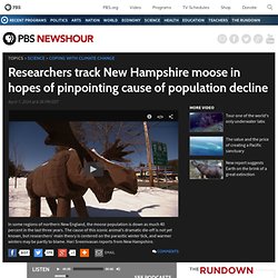 What’s devastating the wild moose population in New England?