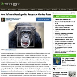 New Software Developed to Recognize Monkey Faces
