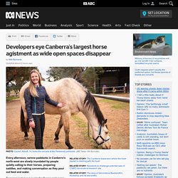 Developers eye Canberra's largest horse agistment as wide open spaces disappear