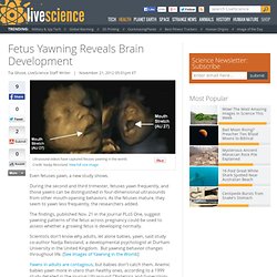 Fetal Brain Development