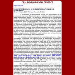 Oral Developmental Genetics - Tina Jaskoll, Ph.D & Michael Melnick, DDS, Ph.D