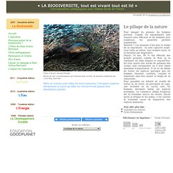 Le Développement Durable, Pourquoi ? - Accéder à l'eau potable - Brème de mer (Acanthopagrus sp) chassant dans un banc de poissons (Ambassis sp), Coral Bay, Australie