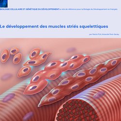Le développement des muscles striés squelettiques – Biologie cellulaire et génétique du Développement