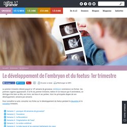 Le développement de l'embryon et du foetus: 1er trimestre