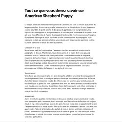 Tout ce que vous devez savoir sur American Shepherd Puppy