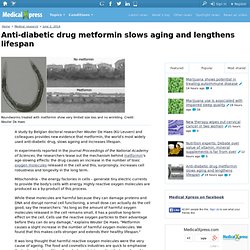 Anti-diabetic drug metformin slows aging and lengthens lifespan