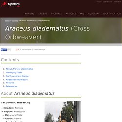 Araneus diadematus (Cross Orbweaver) Pictures and Spider Identification