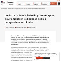 Covid-19 : mieux décrire la protéine Spike pour améliorer le diagnostic et les perspectives vaccinales