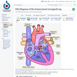 File:Diagram of the human heart (cropped).svg