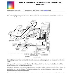 BLOCK DIAGRAM OF THE VISUAL CORTEX IN HUMANS