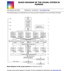 BLOCK DIAGRAM OF THE VISUAL SYSTEM IN HUMANS