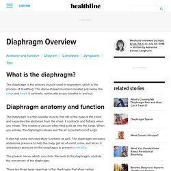 Diaphragm: Anatomy, Function, Diagram, Conditions, and Symptoms