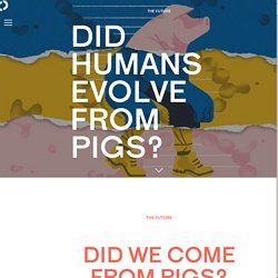 Did we come from pigs?