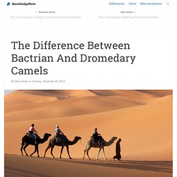 The Difference Between Bactrian And Dromedary Camels