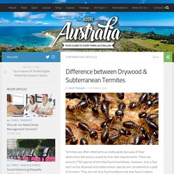 Difference between Drywood & Subterranean Termites – Adore Australia