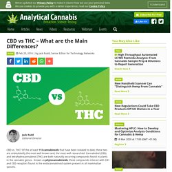 CBD vs THC – What are the Main Differences?