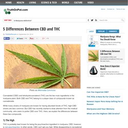 5 Differences Between CBD and THC