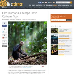 Chimp Groups Have Cultural Differences