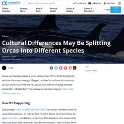 Cultural Differences May Be Splitting Orcas Into Different Species