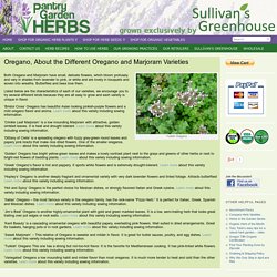 Oregano, About the Different Oregano and Marjoram Varieties