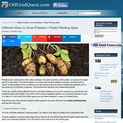 Different Ways to Grow Potatoes