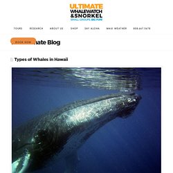 Different Types of Whales in Hawaii - Ultimate Whalewatch & Snorkel