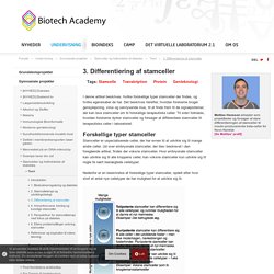 3. Differentiering af stamceller - Biotech Academy