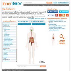 Pictures of the Digestive System