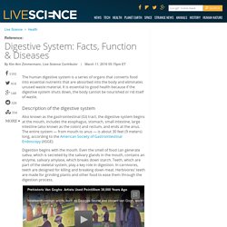 Digestive System: Facts, Function & Diseases