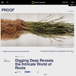 Digging Deep Reveals the Intricate World of Roots