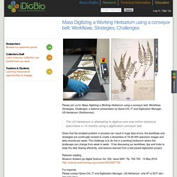Mass Digitizing a Working Herbarium using a conveyor belt: Workflows, Strategies, Challenges