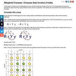 Dihybrid Cross