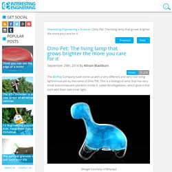 Dino Pet: The living lamp that grows brighter the more you care for it