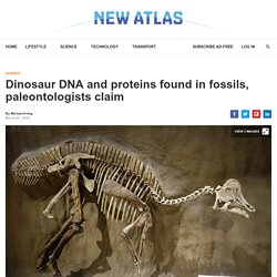 Dinosaur DNA and proteins found in fossils, paleontologists claim