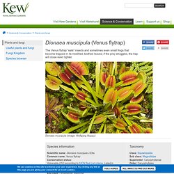 Plants & Fungi: Dionaea muscipula (Venus flytrap) - Species profile from Kew