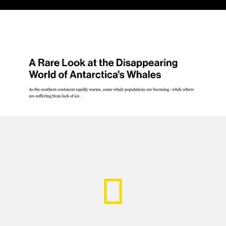 A Rare Look at the Disappearing World of Antarctica's Whales